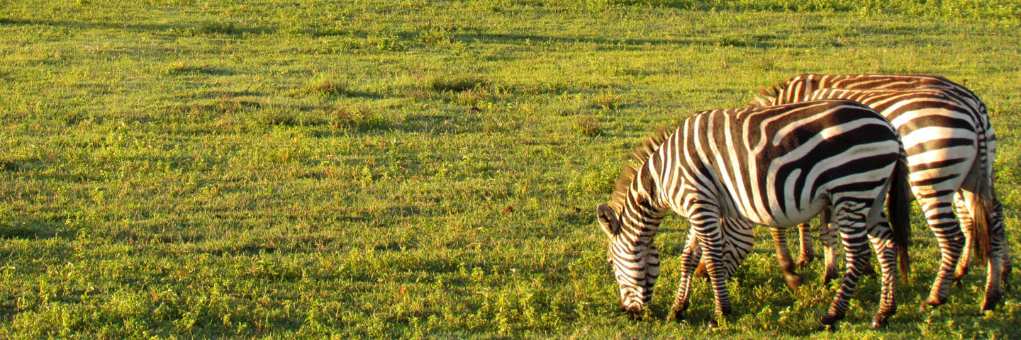 Rwanda Safari Tours